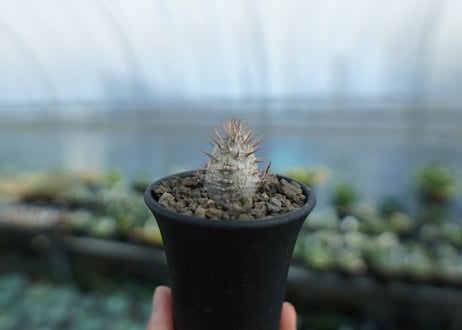 パキポディウム　カクチぺス　Pachypodium cactipes  No.1