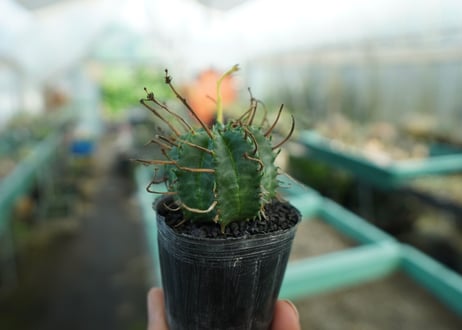 ユーフォルビア　スーパーバリダ　Euphorbia super valida  No.10