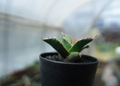 アガベ　チタノタ　FO-76　agave titanota  FO-76　No.3
