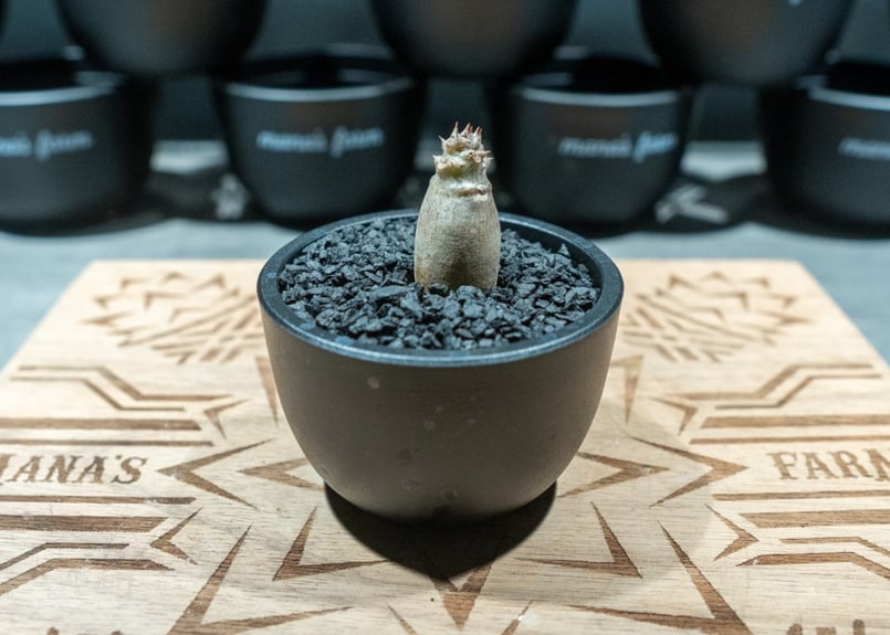 パキポディウム　国内実生　塊根植物　ウィンゾリー　2 パキポディウム ウィンゾリー 沖縄実生 No.2 | mana's farm:塊根