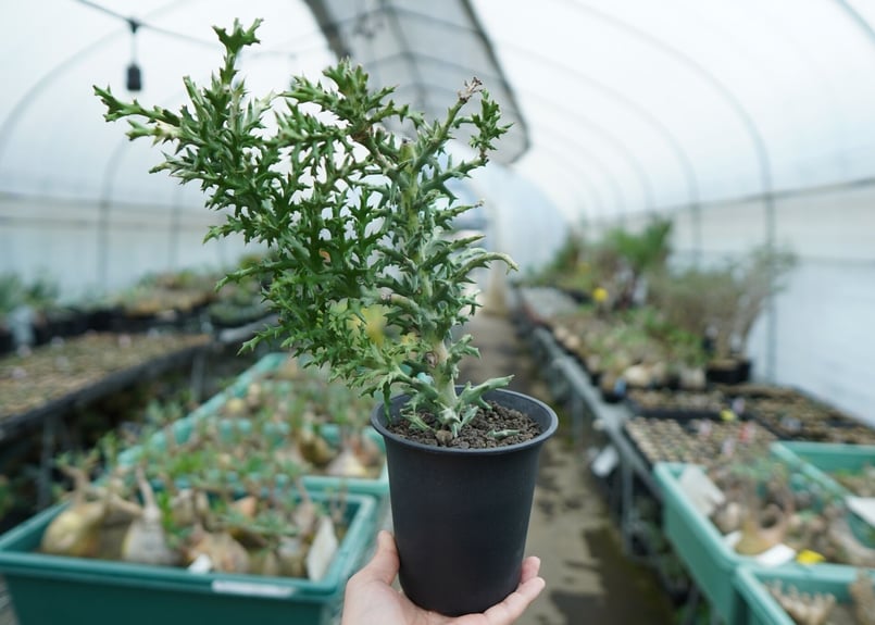 ユーフォルビア ステノクラーダ錦 Euphorbia Stenoclada | mana's