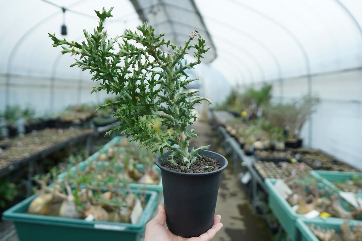 ユーフォルビア ステノクラーダ錦 Euphorbia Stenoclada | mana's