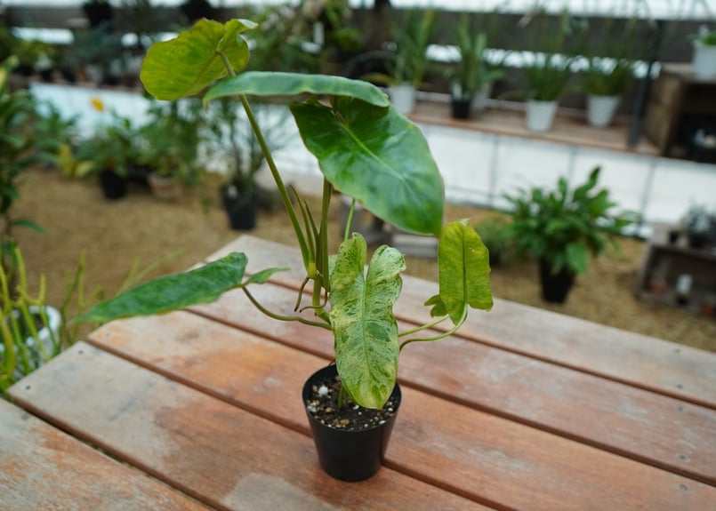 希少種！高さ約１３０㎝タワー仕立てパライソヴェルデ 希少種！高さ約130㎝タワー仕立てパライソヴェルデ - メルカリ
