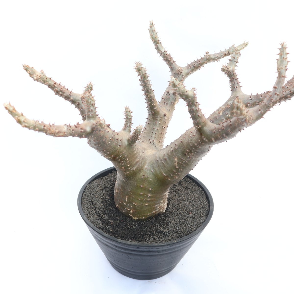 パキポディウム・現地球マカイエンセ(抜き苗) パキポディウム