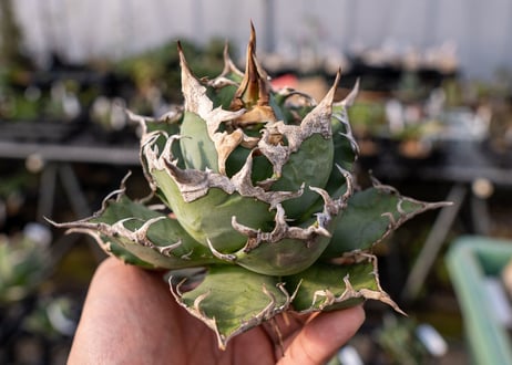 Agave titanota caesar 凱薩