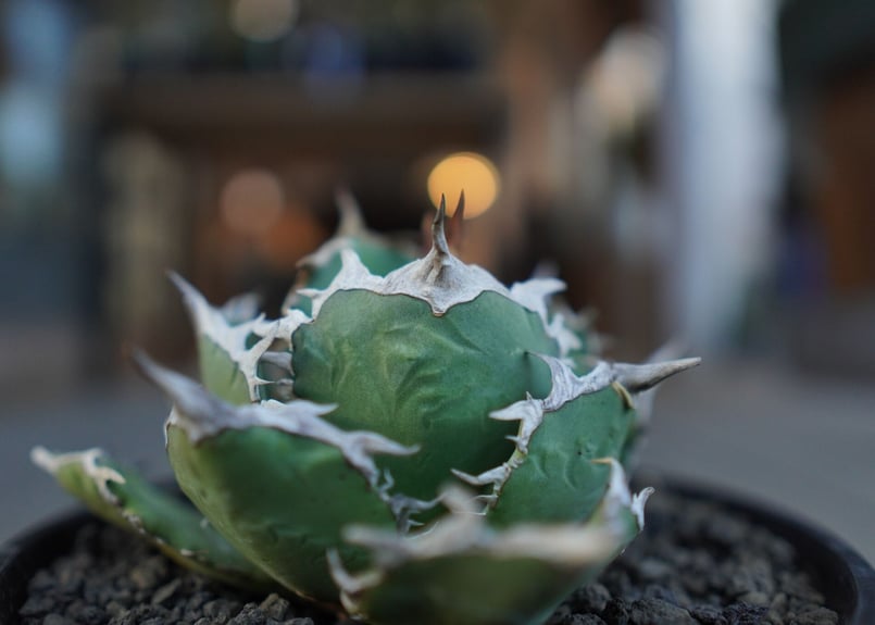 アガベ チタノタ FO76 agave titanota FO76 | mana's farm