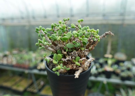 ケラリア　ピグマエア　Ceraria pygmaea  No.2