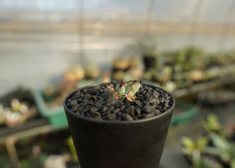 アガベ　チタノタ　 ブラックアンドブルー 　Agave titanota black and blue　No.2
