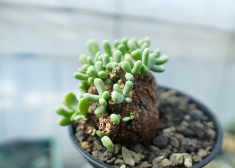 ケラリア　ピグマエア　Ceraria pygmaea  No.1
