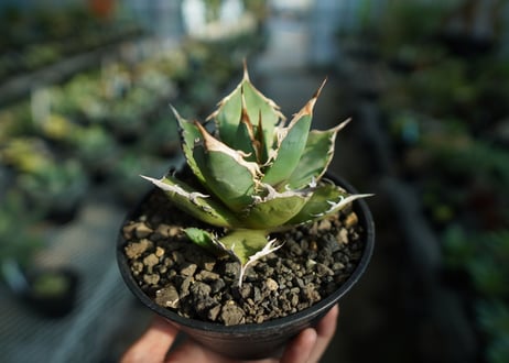 アガベ　チタノタ　FO-76　agave titanota  FO-76  No.8