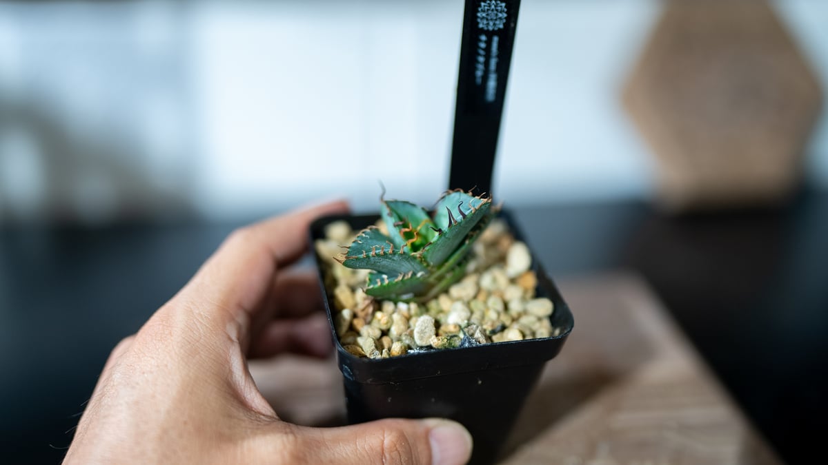 チタノタブルー 実生 選抜株 | mana's farm:塊根植物・アガベ・ドライ