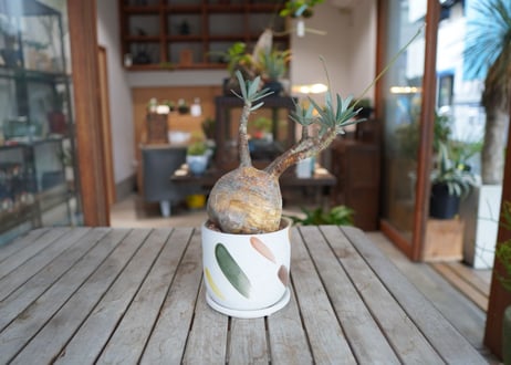 パキポディウム　グラキリス　 Pachypodium Gracilius
