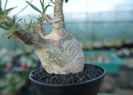パキポディウム　グラキリス　 Pachypodium Gracilius  No.5