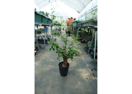 コミフォラ オルビクラリス　commiphora orbicularis