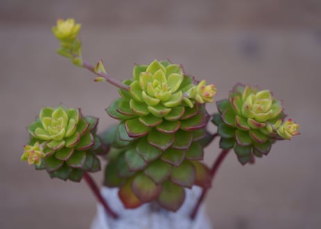セデベリア　レティジア Sedeveria 'Letizia'