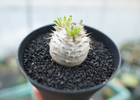 パキポディウム　恵比寿大黒　Pachypodium Densicaule　No.3