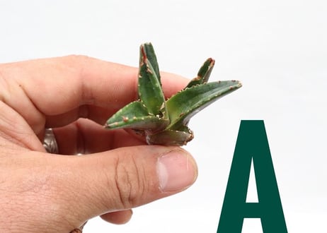 Agave titanota FO-76 compacta dwarf  pup