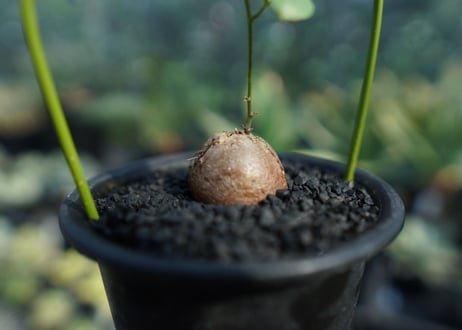 亀甲竜　Dioscorea elephantipes No.6