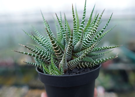 ハオルチア　十二の巻　Haworthia fasciata