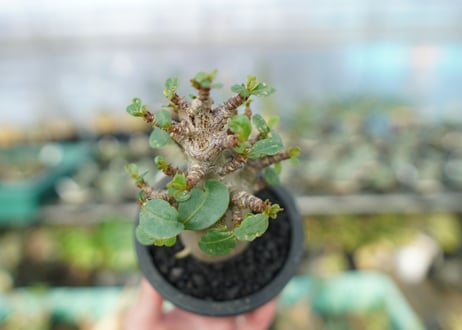 アデニウム　Adenium　No.12