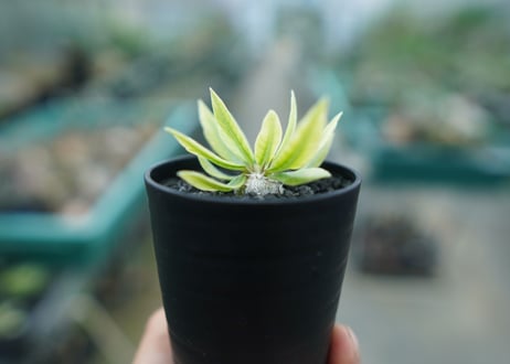 パキポディウム　恵比寿笑い　Pachypodium brevicaule　No.2
