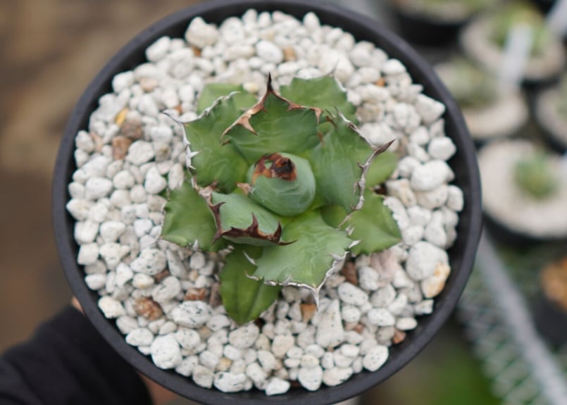 Agave titanota Dwarf/姫厳龍 【公式通販】