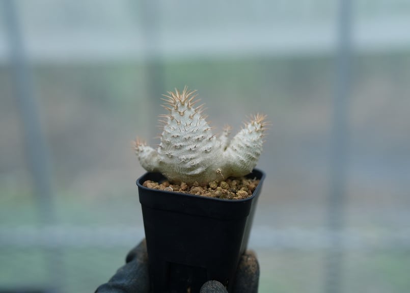 パキポディウム グラキリス 沖縄実生 No.1 [2026/02/12] | mana's f