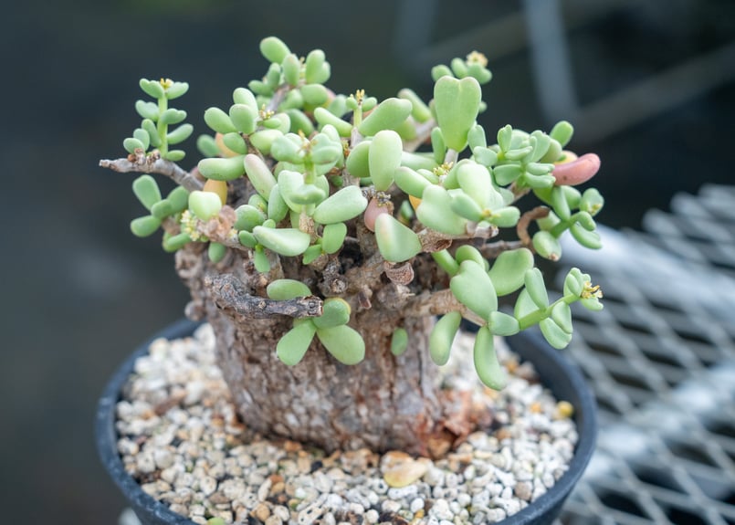植栽】ケラリア ピグマエア実生株×Valiem 丸く モンスターマウス 