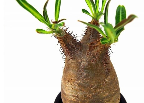 Pachypodium Gracilius パキポディウム  グラキリス  №6  little