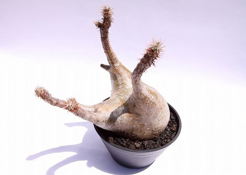 マ*ツ様 多幹塊根植物 パキポディウムグラキリス パキポディウム グラキリス | mana's farm:塊根植物・アガベ・ドライ