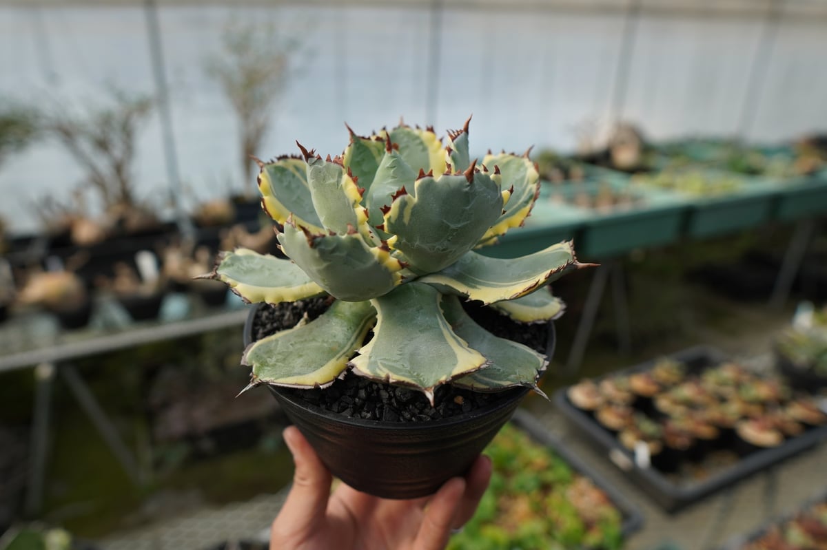 アガベ 兜蟹錦 連棘 Agave isthmensis “Kabutogani” varieg