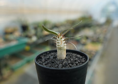 パキポディウム　グラキリス　 Pachypodium Gracilius  No.3