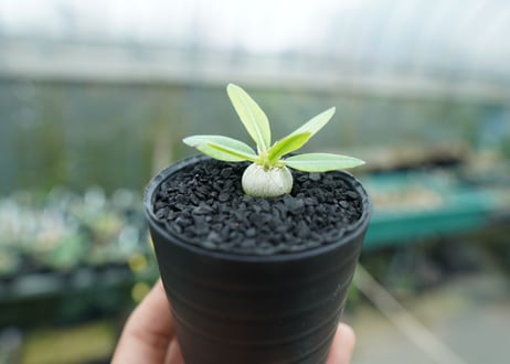 パキポディウム　恵比寿笑い　Pachypodium brevicaule　No.5