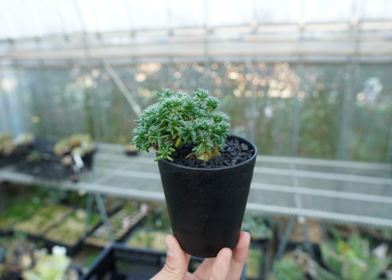 トリコディアデマ ステラツム Trichodiadema stellatum No.2 |