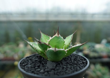 アガベ　チタノタ　Agave titanota　No.10