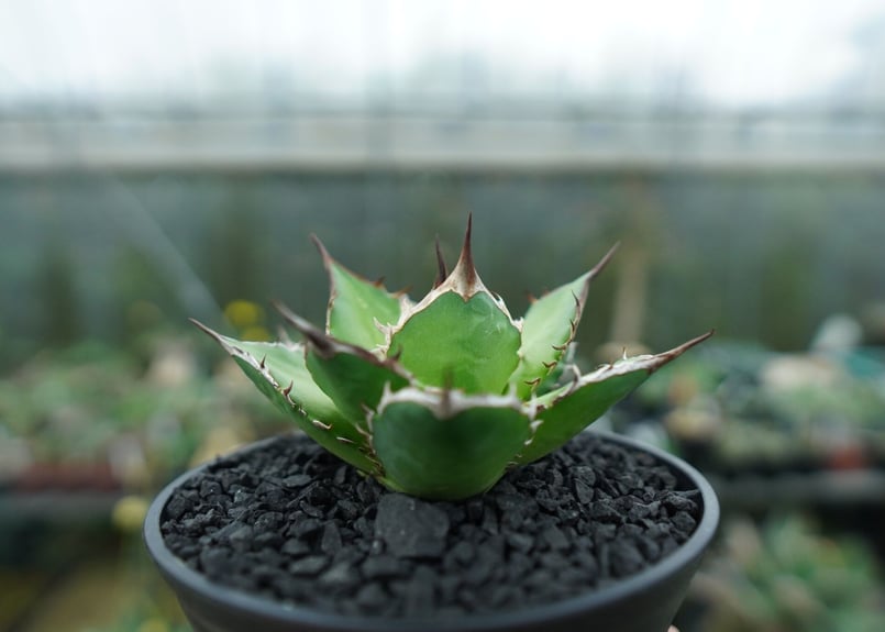 アガベ チタノタ Agave titanota No.10 | mana's farm:塊根植