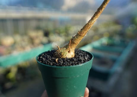 フィカス パルメリー Ficus palmeri  No.2