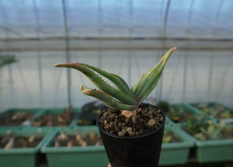 アロエ　スプラフォリアータ　Aloe suprafoliata
