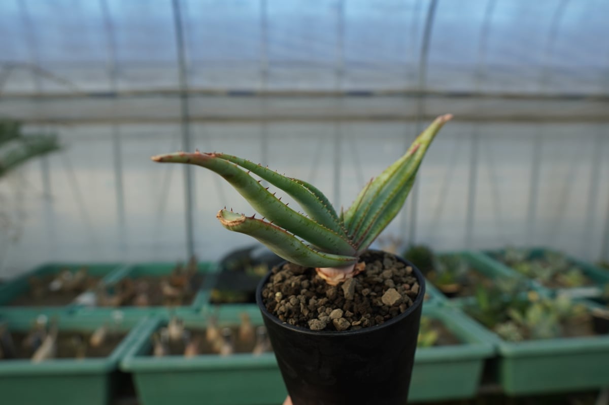 アロエ スプラフォリアータ Aloe suprafoliata | mana's farm:塊