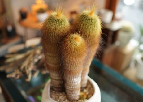 キンコウマル  Eriocactus leninghausii