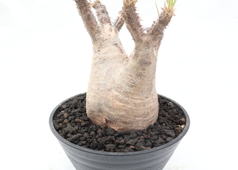 パキポディウム グラキリス no.93 | mana's farm:塊根植物・アガベ