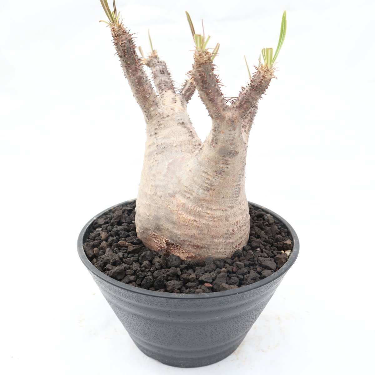 Masa】パキポーズ グラキリス、アガベ Masa】パキポーズ グラキリス