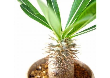 Pachypodium densiflorum パキポディウム　デンシフローラム　シバ女王の玉櫛