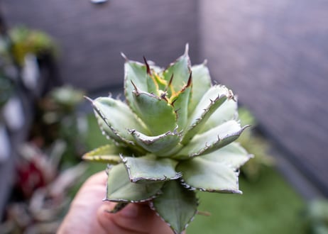 Agave titanota Flligree NO.2