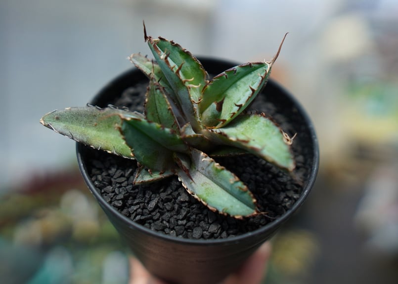 アガベ チタノタ ブラックアンドブルー Agave titanota black and