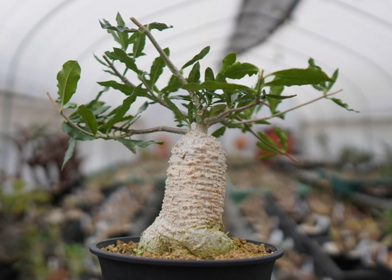 フォッケア エデュリス 火星人 | mana's farm:塊根植物・アガベ