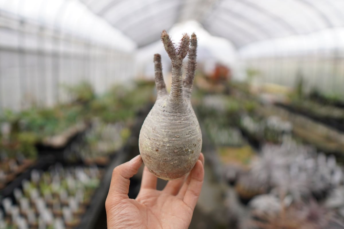 パキポディウム・グラキリス 抜き苗 〈29〉 | mana's farm:塊根植物