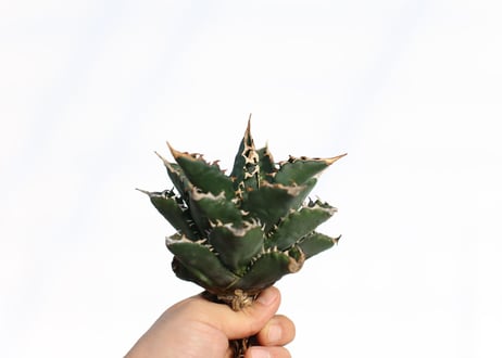 Agave titanota FO-76 dwarf  compacta  no.2