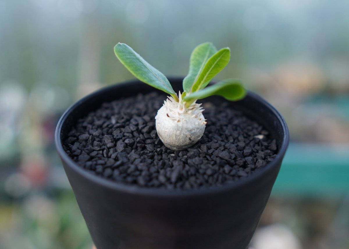 パキポディウム 恵比寿笑い Pachypodium brevicaule No.3 | man