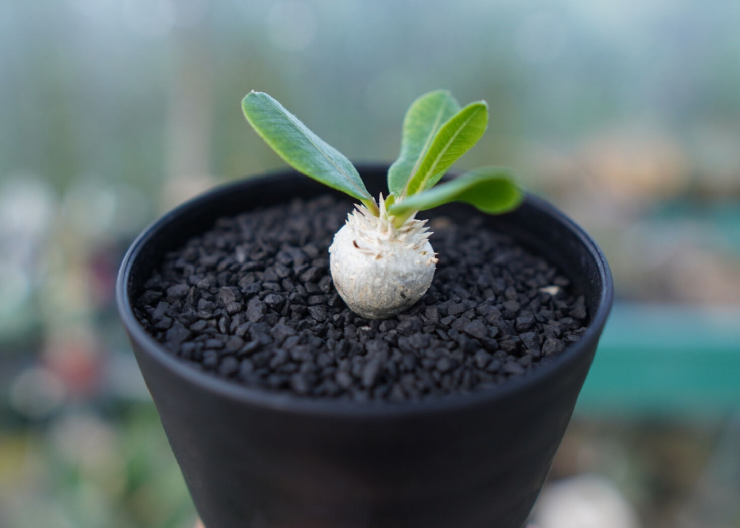パキポディウム 恵比寿笑い Pachypodium brevicaule No.3 | man